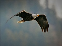 bald-eagle-flying--tom-munson